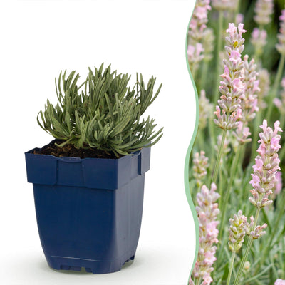 Green boutiQ - Perennials - Lavandula ang. Rosea - Lavender - Fragrances - Pink - 6 Plants - Pot 11cm - Height 15-25cm