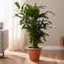Caryota Mitis (Fishtail-Palme) - 120cm hoch, Ø24cm Topf Bild 3