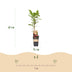 Green Kiwi Plant Ken's Red (2 Pcs.) - Red Fruits, Pot 15cm Bild 3