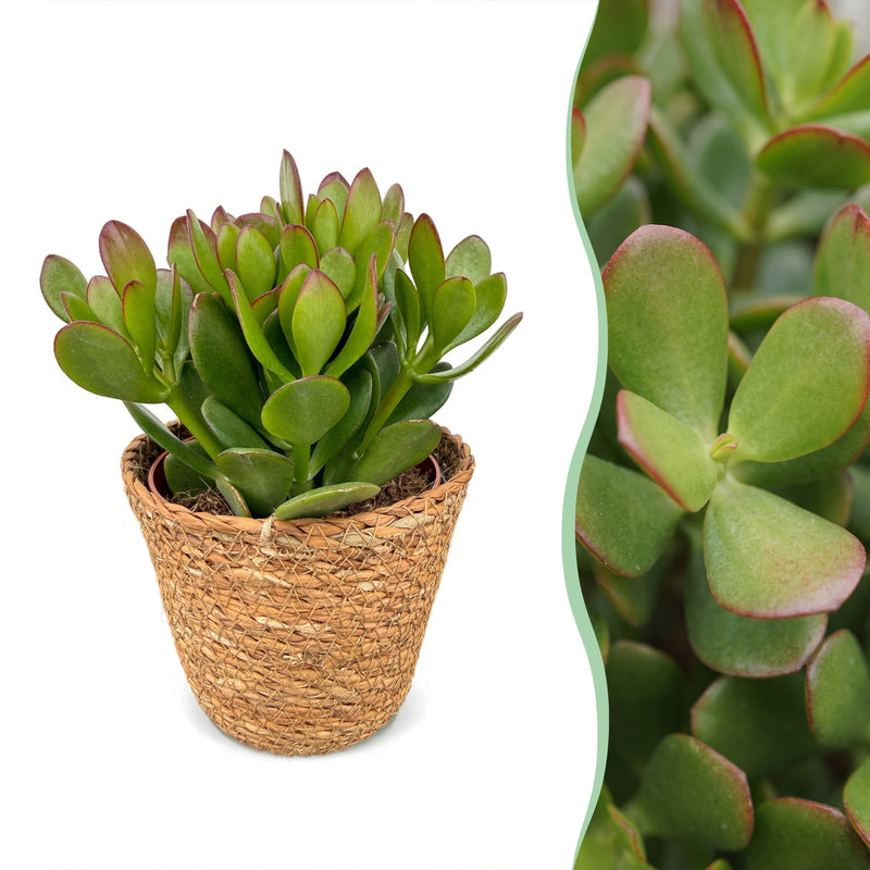 6x Crassula Ovata - Geldbaum - Grün - Sukkulente/Kaktus - incl. mand - Ø12cm