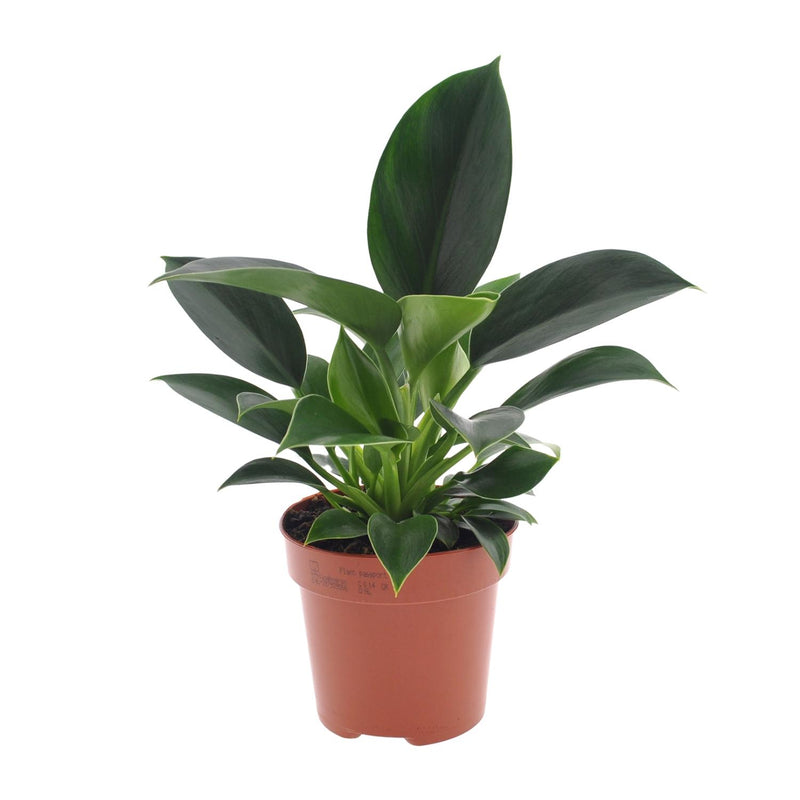 Philodendron Green Princess: Pflegeleichte Zimmerpflanze im 12cm Topf, 25cm hoch