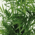 Chamaedorea Elegans (Mexikanische Bergpalme) - 2er Set, Ø17cm, ↕55cm Bild 5