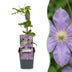 Clematis Justa Kletterpflanze: Hellblaue Blüte, pflegeleicht, 2er-Set Bild 1