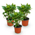Green boutiQ - Garden Plant - Hydrangea macrophylla Pink - Hydrangea - Hardy - Pink - 3 Plants - Pot 12cm - Height 20-30cm Bild 2