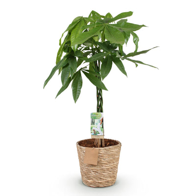 Geldbaum Pachira Aquatica mit geflochtenem Stamm, Topf 21cm