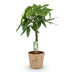 Geldbaum Pachira Aquatica mit geflochtenem Stamm, Topf 21cm Bild 2