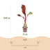 Green boutiQ - Obstpflanze - Musa ensete Maurelli - Bananenbaum - Winterhart - Rot-Grün - 1 Pflanzen - Topf 21cm - Höhe 70-90cm Bild 3