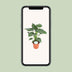 Alocasia Cucullata - Große Blattschmuckpflanze, Ø21cm, ↕80cm Bild 5
