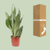 Sansevieria Moonshine, Ø17cm, ↕60cm – Eleganz & Luftreinigung Bild 4
