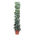 Scindapsus Pictus Trebie Rankgitter 160cm - Silberpunkte auf Herzblättern Bild 1