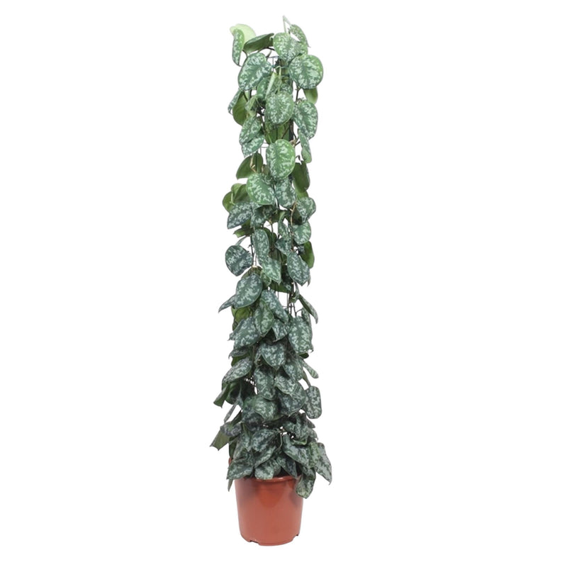 Scindapsus Pictus Trebie Rankgitter 160cm - Silberpunkte auf Herzblättern