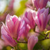 Magnolia Heaven Scent: 3 duftende rosa Blütensträucher im 12cm Topf Bild 6