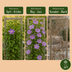 4x Clematis Justa - Waldrebe Justa - Hellblau - Kletterpflanze - Ø9cm - ↕35cm Bild 6