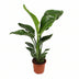Strelitzia Nicolai (Giant Bird of Paradise) – Ø17cm, 70cm high Bild 1