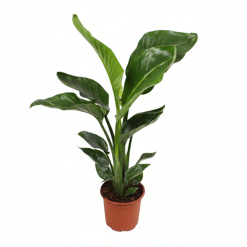 Strelitzia Nicolai (Giant Bird of Paradise) – Ø17cm, 70cm high