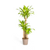 Dracaena Fragrans Massangeana Topf Ø24cm, Höhe 130-150cm Bild 1