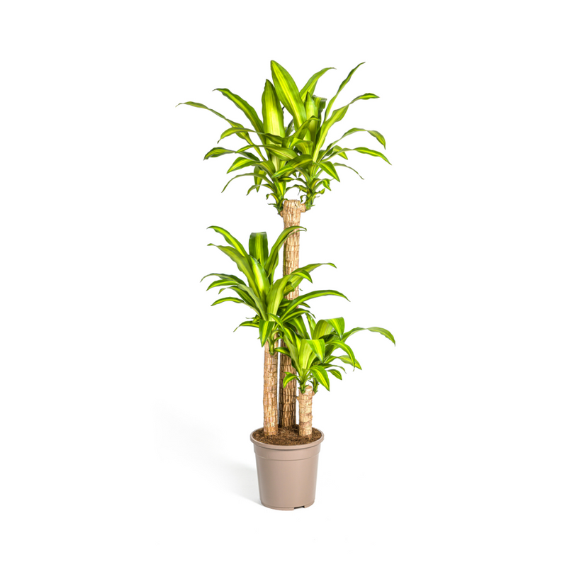 Dracaena Fragrans Massangeana Topf Ø24cm, Höhe 130-150cm