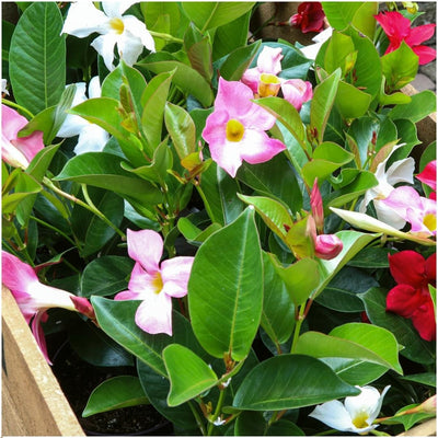 Dipladenia Mix: 6 Pflanzen in Pink, Weiß & Rot, Ø12cm