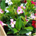 Dipladenia Mix - 2 x Mandevilla pink - 2 x Mandevilla white - 2 x Mandevilla red Ø12 cm - ↕25 cm Bild 2