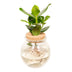 Hydroponic Clusia in Glass Vase - Ø12cm - ↕30cm Bild 1