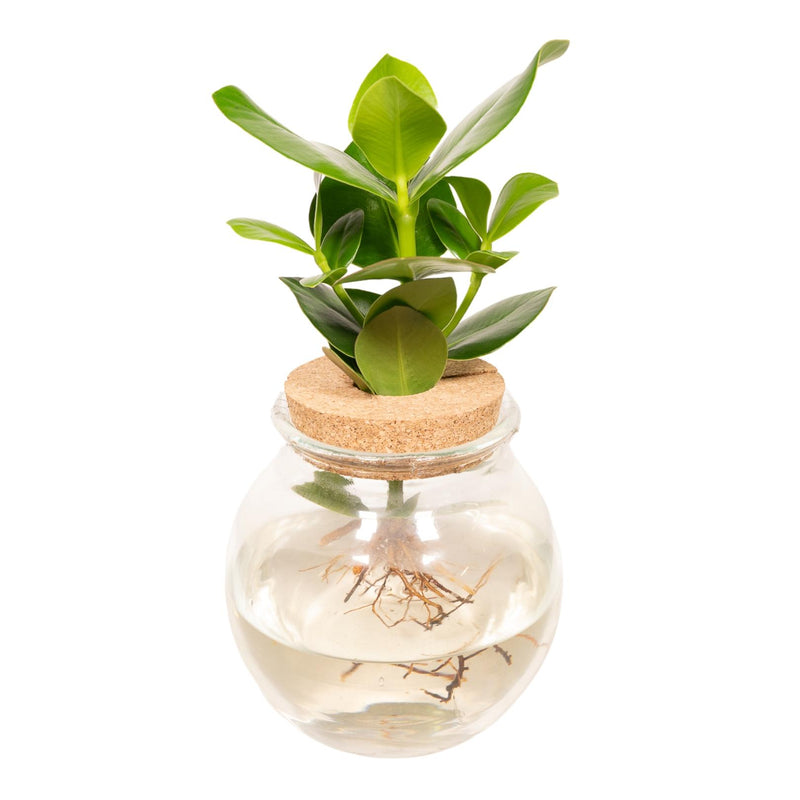 Hydroponic Clusia in Glass Vase - Ø12cm - ↕30cm