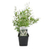 GreenboutiQ - Shrubs - Deutzia Gracilis - White Flower - 1 Plant - Deciduous - Low Maintenance - Pot 17cm Height 45cm Bild 2