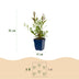 Green boutiQ - Perennials - Gaura lindh. Florgauros - Beeblossom - Bee and butterfly magnets - Pink - 12 plants - 11cm pot - 15-25cm height Bild 3