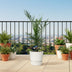 Phoenix Canariensis Palme - 80 cm - Ø14cm Bild 3