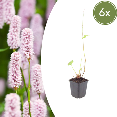 6x Blut-Trompenkraut (Persicaria bistorta), 10-25cm, Ø9cm