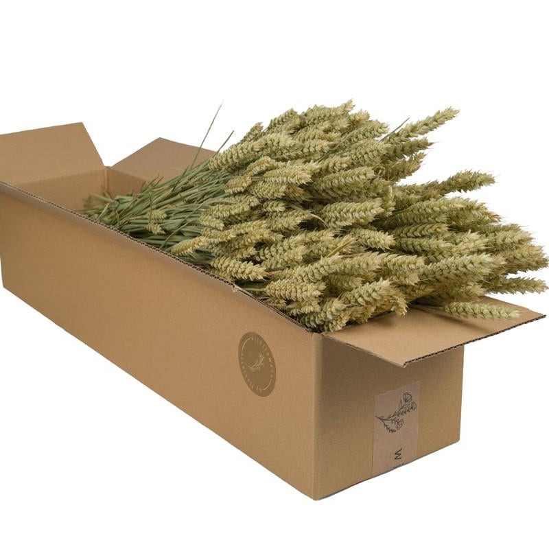 Getrocknete Weizen Büsche (Triticum) - 4 Stück - 60cm - Natürliche Deko