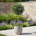 GreenboutiQ Rosmarinus officinalis Standard, evergreen, winter-hardy, purple flower Bild 6