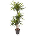 Dracaena Riki Pflanze – 140 cm – Elegante Zimmerpflanze Bild 1