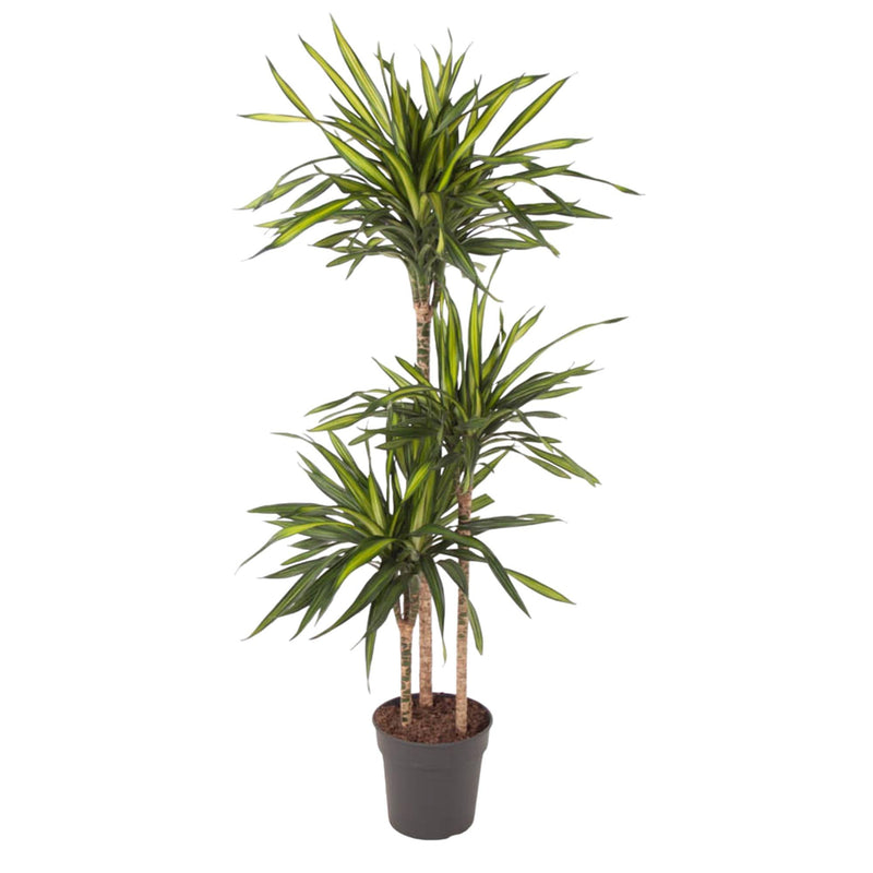 Dracaena Riki Pflanze – 140 cm – Elegante Zimmerpflanze