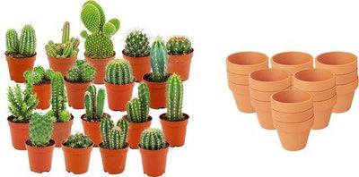 Mini Kakteen Mix – 18 Stück – Ø 8,1 cm – 5-10 cm Höhe
