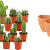 Mini Kakteen Mix – 18 Stück – Ø 8,1 cm – 5-10 cm Höhe Bild 1