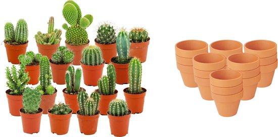 Mini Kakteen Mix – 18 Stück – Ø 8,1 cm – 5-10 cm Höhe