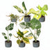 Baby Tropical Mix: 6 exotische Zimmerpflanzen im Set (Ø6cm) Bild 2