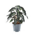 Alocasia Bambino Arrow - Kompakte Zimmerpflanze, Pfeilblatt Bild 1