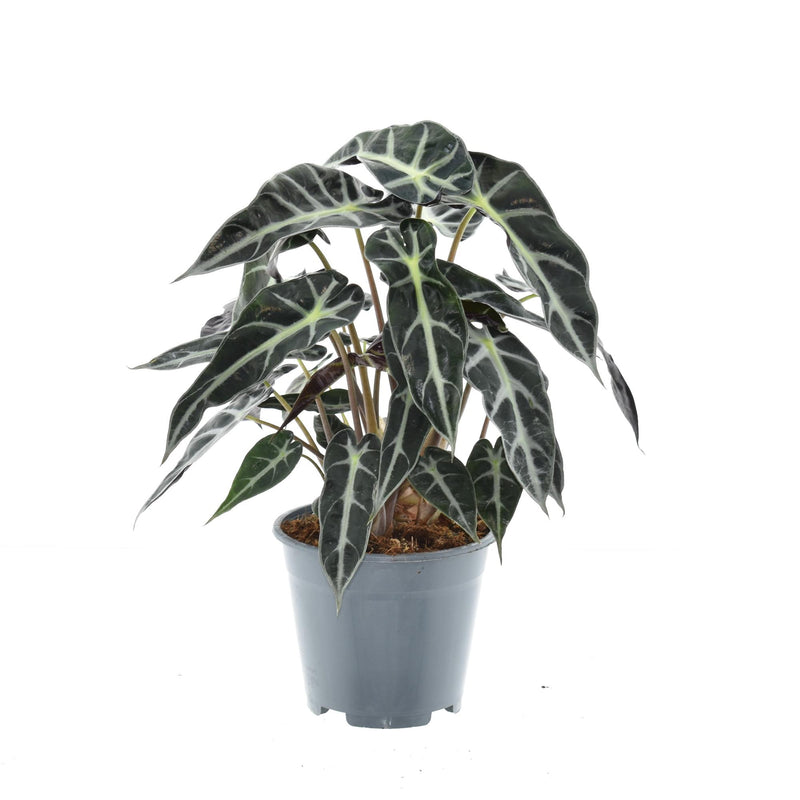 Alocasia Bambino Arrow - Kompakte Zimmerpflanze, Pfeilblatt