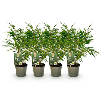 GreenboutiQ Bambus Fargesia rufa: 4x Immergrün, Nicht Ausbreitend, 60cm