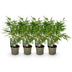 GreenboutiQ Bambus Fargesia rufa: 4x Immergrün, Nicht Ausbreitend, 60cm Bild 2