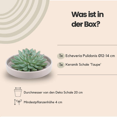 ROOTLESS Echeveria Pulidonis im Keramik-Schale Taupe Ø20cm