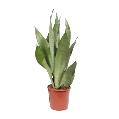 Sansevieria Moonshine, Ø17cm, ↕60cm – Eleganz & Luftreinigung