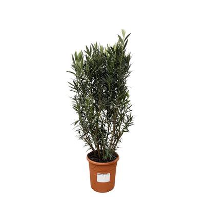 Oleander Busch 'Nerium Oleander' – 180cm, Ø40cm Topf