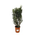 Oleander Busch 'Nerium Oleander' – 180cm, Ø40cm Topf Bild 1