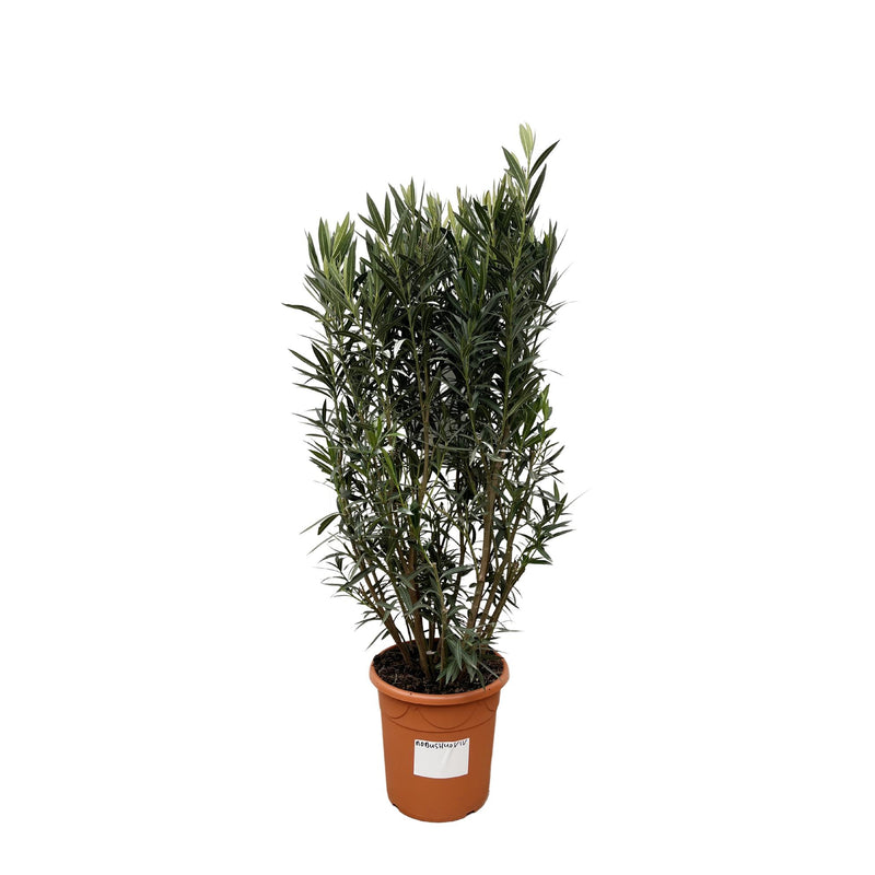 Oleander Busch 'Nerium Oleander' – 180cm, Ø40cm Topf