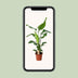 Strelitzia Nicolai 'Paradiesvogelblume' Ø19cm, 90cm hoch Bild 5