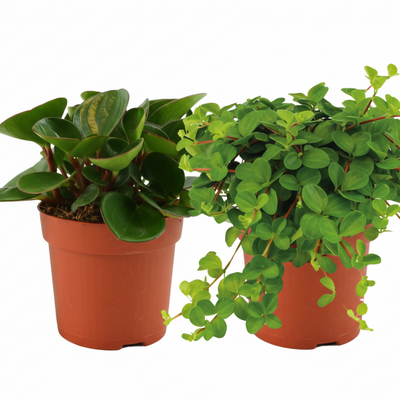 Peperomia Duo (Set of 2) Ø10.5cm | Easy-Care Houseplant