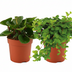 Peperomia Duo (2er-Set) Ø10,5cm | Pflegeleichte Zimmerpflanze Bild 1
