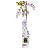 Wisteria sinensis 'Caroline' - Wisteria for your garden Bild 1